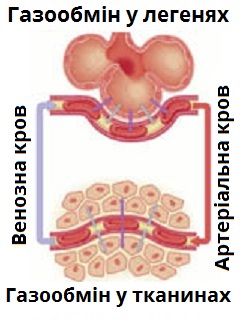 газообмін у легенях.jpg