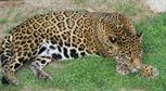 jaguar3.jpg