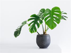 Shutterstock_1948724596_house plant_mājas augs.jpg