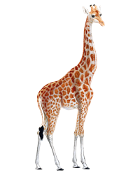 жираф.png