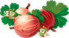 агрус.png