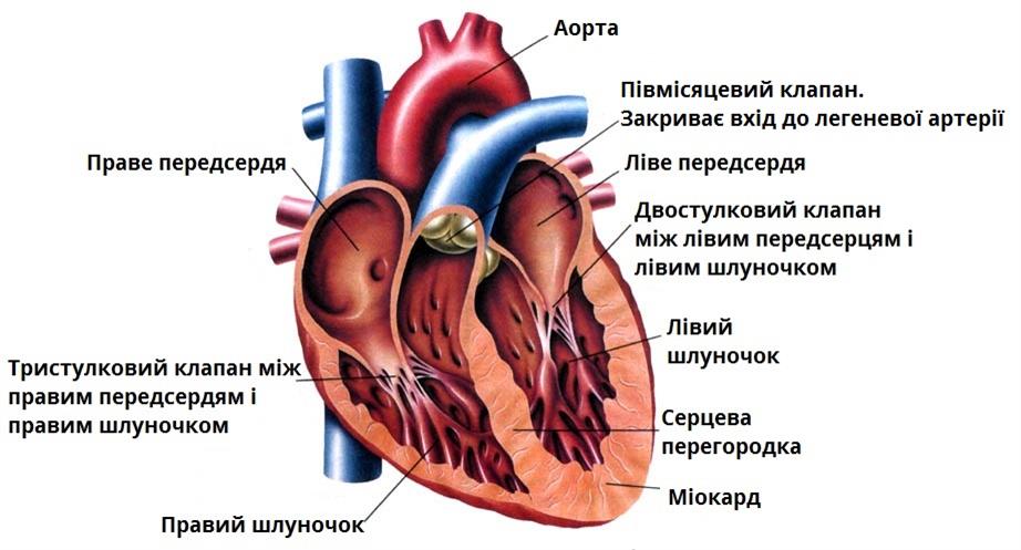 Будова