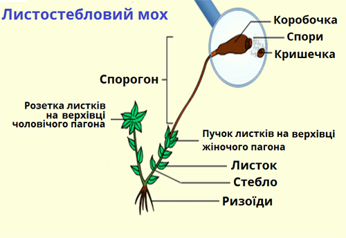 листостебловий мох.png