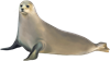 ТЮЛЕНЬ.png