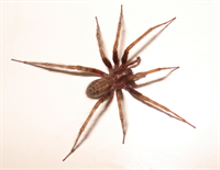 Spider-2007-10-09.png