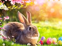 Shutterstock_1912582858_easter bunny_Lieldienu zaķis.jpg