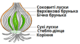 цибулина.png