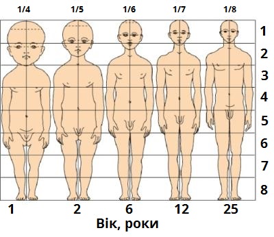 пропорція тіла.jpg