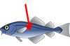 т2.png