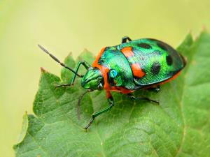 Metallic_shield_bug444.jpg