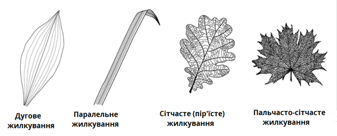 види жилкування.png