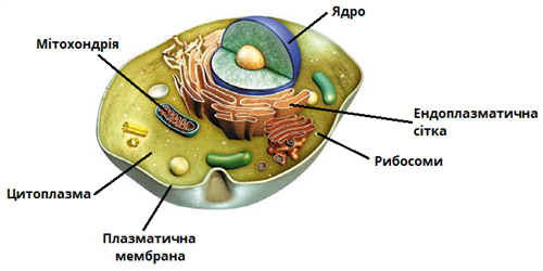 Клітина тварин.png