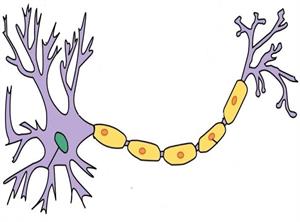 нейрон1.jpg