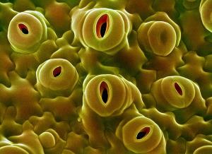1-open-stomata-sem-dr-jeremy-burgess.jpg