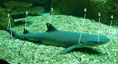 акула цифри6.jpg