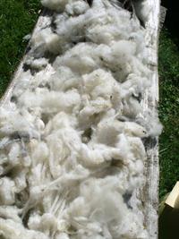 raw-wool-699950_1280.jpg