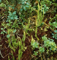 Lycopodium_annotinum1.jpg