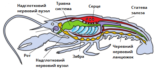 Ракоподібні_загальна_будова.png