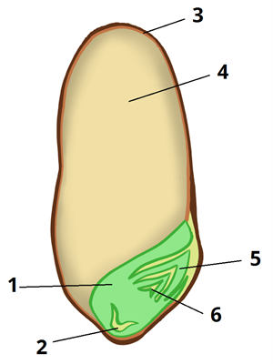 пшениця цифри4.png