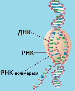РНК-полімераза.png