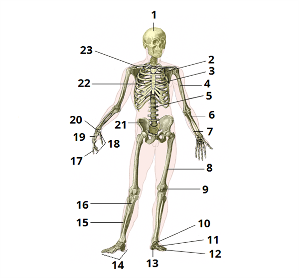 скелет цифри1.png