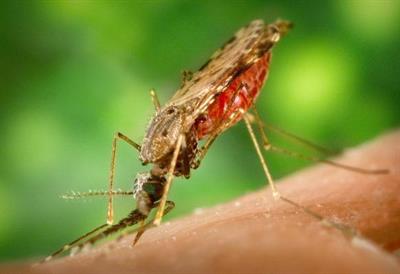 малярійний комар.jpg