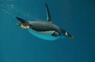 penguin3.jpg
