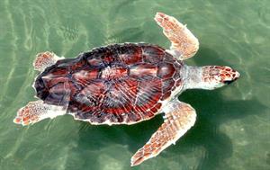морська черепаха9.jpg