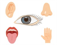 органи чуття.jpg