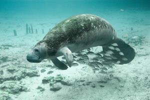 manatee pix.jpg