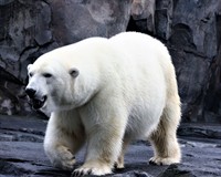 білий ведмідь.jpg