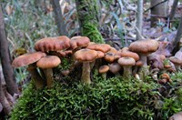 openok-tovstonogyj-armillaria-lutea-4.jpg