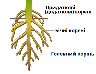 Види коренів.png