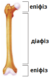 трубчаста кістка.png