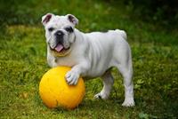 dog pix.jpg