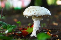 muhomor-bilyj-amanita-verna-4.jpg