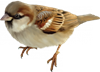 горобець.png