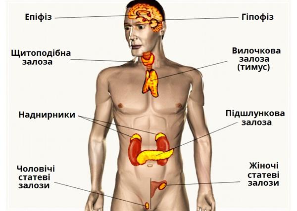 залози.jpg