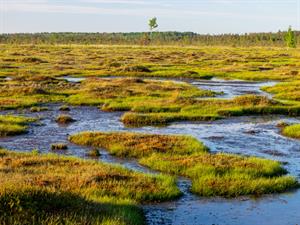 Shutterstock_1560984395_swamp_purvs.jpg