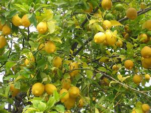 lemon_tree_fruit.jpg