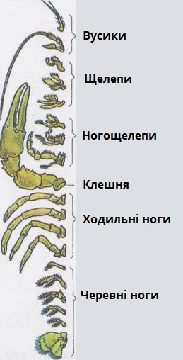 ноги рака.jpg