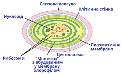 ціанобактерія.png