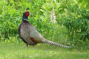 pheasant-pix.jpg