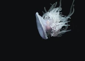 медуза8.jpg