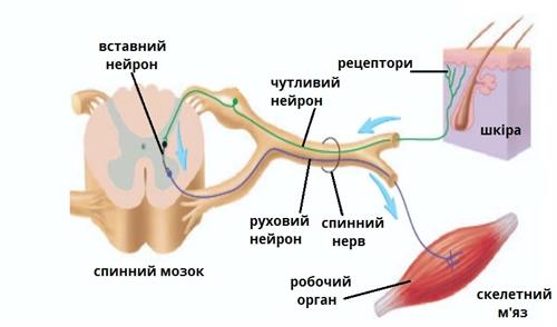 дуга підписи.jpg