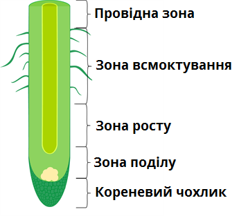 зони кореня.png