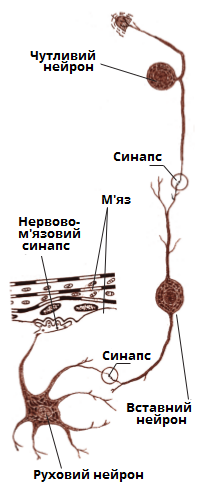 нейрон2.png