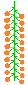 сережка схема2.png
