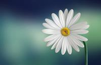 flower2.jpg