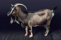 goat2.jpg